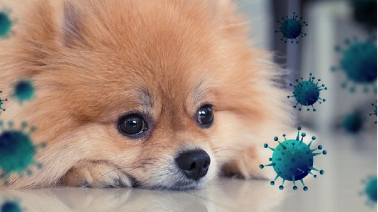 COVID-19 e animais de estimação: Quando a pandemia atinge o pânico