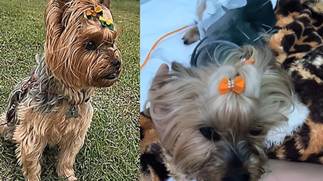 Adenocarcinoma Pulmonar Canino