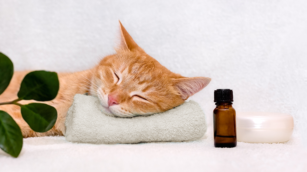 Manipulação de medicamentos Alopáticos e Homeopáticos para Pets